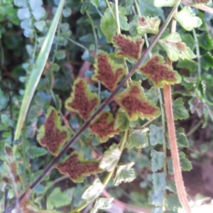 Asplenium flabellifolium at Cooma, NSW - 30 Apr 2022