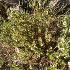 Melichrus urceolatus at Cooma, NSW - 30 Apr 2022