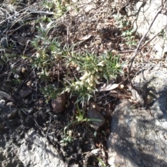 Melichrus urceolatus at Cooma, NSW - 30 Apr 2022