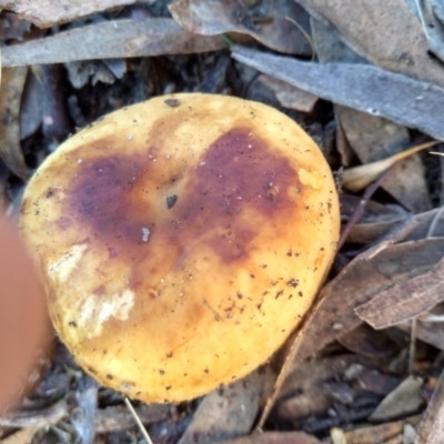 zz agaric (stem; gills white/cream) at Cooma, NSW - 30 Apr 2022 by mahargiani