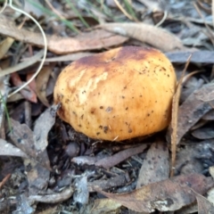 zz agaric (stem; gills white/cream) at Cooma, NSW - 30 Apr 2022