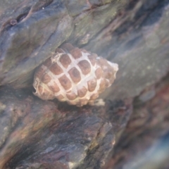 Morula marginalba (Mulberry shell/white lip castor bean) at Guerilla Bay, NSW - 20 Dec 2021 by Birdy