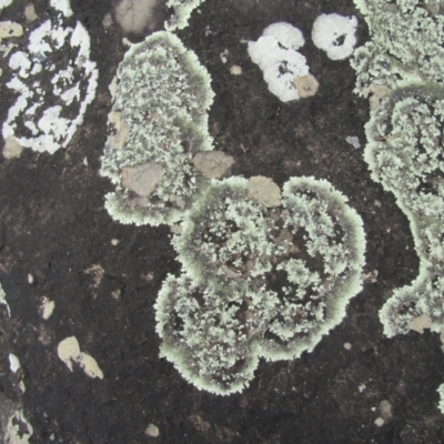 Unidentified Lichen at South Durras, NSW - 22 Dec 2021 by Birdy
