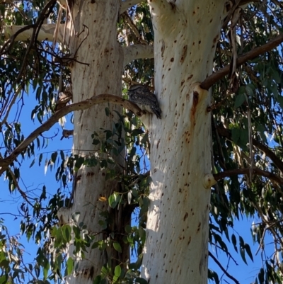 Podargus strigoides (Tawny Frogmouth) at Holt, ACT - 29 Apr 2022 by Rosie