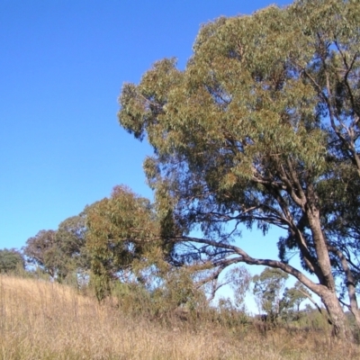 Eucalyptus bridgesiana (Apple Box) at Paddys River, ACT - 30 Apr 2022 by MatthewFrawley