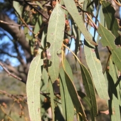 Eucalyptus bridgesiana at Bullen Range - 30 Apr 2022 01:42 PM