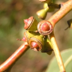 Eucalyptus bridgesiana at Bullen Range - 30 Apr 2022