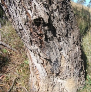 Eucalyptus bridgesiana at Bullen Range - 30 Apr 2022