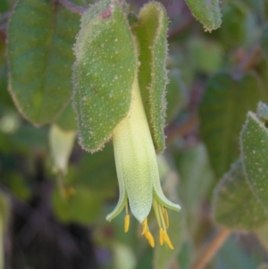 Correa reflexa var. reflexa at Paddys River, ACT - 30 Apr 2022