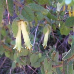 Correa reflexa var. reflexa at Paddys River, ACT - 30 Apr 2022