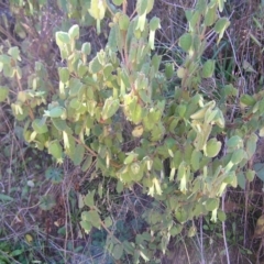 Correa reflexa var. reflexa at Paddys River, ACT - 30 Apr 2022