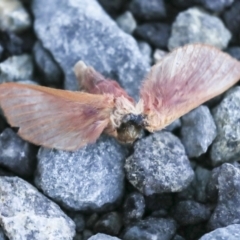 Oxycanus (genus) (Unidentified Oxycanus moths) at Molonglo Valley, ACT - 20 Apr 2022 by AlisonMilton