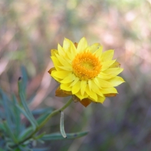 Xerochrysum viscosum at Paddys River, ACT - 30 Apr 2022