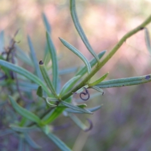 Xerochrysum viscosum at Paddys River, ACT - 30 Apr 2022