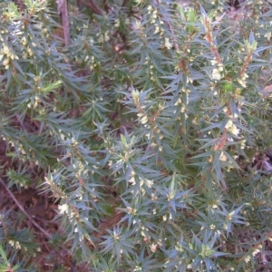 Melichrus urceolatus at Paddys River, ACT - 30 Apr 2022