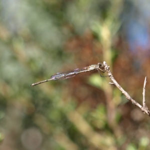 Austrolestes leda at Paddys River, ACT - 30 Apr 2022 01:29 PM