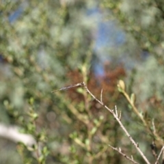 Austrolestes leda at Paddys River, ACT - 30 Apr 2022 01:29 PM