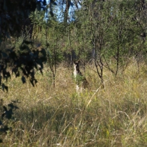 Macropus giganteus at Paddys River, ACT - 30 Apr 2022