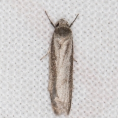 Oecophoridae (family) (Unidentified Oecophorid concealer moth) at Melba, ACT - 4 Apr 2022 by kasiaaus