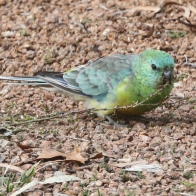 Psephotus haematonotus (Red-rumped Parrot) at Higgins, ACT - 26 Apr 2022 by AlisonMilton