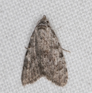 Nola pothina at Melba, ACT - 6 Apr 2022 01:33 AM