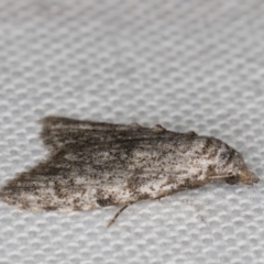 Nola pothina at Melba, ACT - 6 Apr 2022 01:33 AM