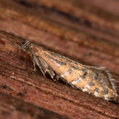 Glyphipterix perimetalla (Five-bar Sedge-moth) at Melba, ACT - 6 Apr 2022 by kasiaaus