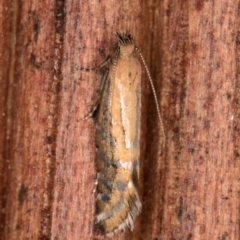 Glyphipterix perimetalla at Melba, ACT - 6 Apr 2022