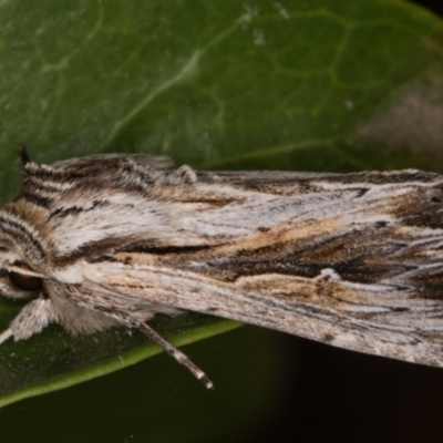 Persectania ewingii (Southern Armyworm) at Melba, ACT - 7 Apr 2022 by kasiaaus