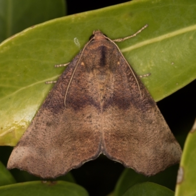 Mnesampela privata (Autumn Gum Moth) at Melba, ACT - 7 Apr 2022 by kasiaaus