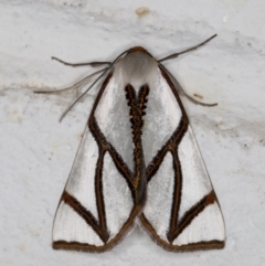 Thalaina clara (Clara's Satin Moth) at Melba, ACT - 8 Apr 2022 by kasiaaus