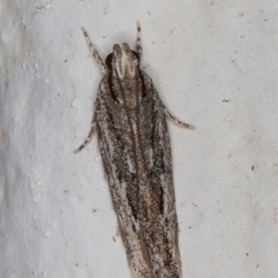 Ardozyga undescribed species nr amblopis (A Gelechioid moth) at Melba, ACT - 8 Apr 2022 by kasiaaus