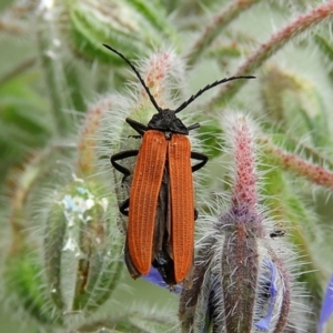 Porrostoma rhipidium at Crooked Corner, NSW - 1 Jan 2021