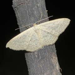 Scopula optivata (Varied Wave) at Jerrabomberra, NSW - 30 Apr 2022 by Steve_Bok