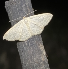 Scopula optivata at Jerrabomberra, NSW - 30 Apr 2022