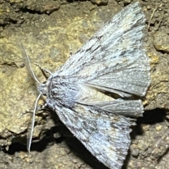 Chlenias nodosus (A geometer moth) at Jerrabomberra, NSW - 30 Apr 2022 by SteveBorkowskis