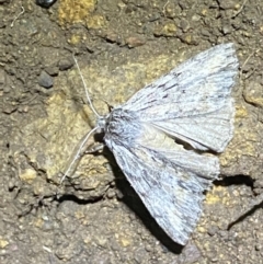 Chlenias nodosus at Jerrabomberra, NSW - 30 Apr 2022