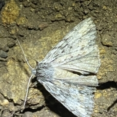 Chlenias nodosus at Jerrabomberra, NSW - 30 Apr 2022