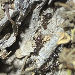 Papyrius sp. (genus) (A Coconut Ant) at Jerrabomberra, NSW - 30 Apr 2022 by SteveBorkowskis