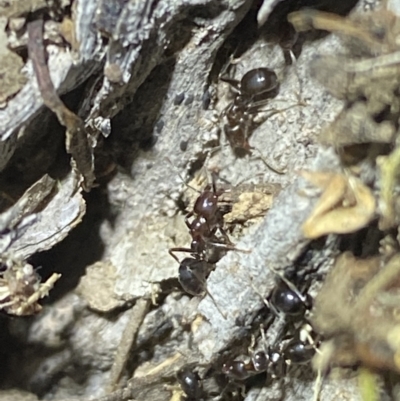 Papyrius sp. (genus) (A Coconut Ant) at Jerrabomberra, NSW - 30 Apr 2022 by SteveBorkowskis