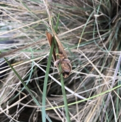 Oxycanus (genus) at Lake George, NSW - 30 Apr 2022 03:10 PM