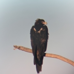 Aquila audax (Wedge-tailed Eagle) at Nanima, NSW - 30 Apr 2022 by Miko