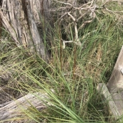 Gahnia radula (Thatch Saw-sedge) at Rhyll, VIC - 15 Apr 2022 by Tapirlord