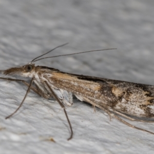 Hednota pedionoma at Melba, ACT - 10 Apr 2022