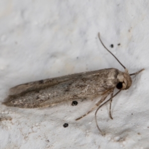 Blastobasis (genus) at Melba, ACT - 10 Apr 2022 12:28 AM