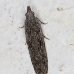 Anarsia dryinopa at Melba, ACT - 10 Apr 2022 12:31 AM