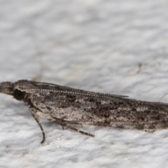 Anarsia dryinopa at Melba, ACT - 10 Apr 2022