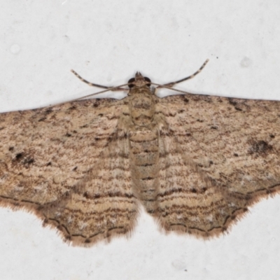 Xanthorhoe anaspila (Dark-patch Carpet) at Melba, ACT - 10 Apr 2022 by kasiaaus