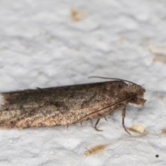 Epitymbia (genus) at Melba, ACT - 10 Apr 2022 12:36 AM