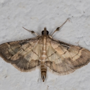 Cnaphalocrocis poeyalis at Melba, ACT - 10 Apr 2022